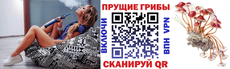 Псилоцибиновые грибы Psilocybine cubensis  Купить закладки  Санкт-Петербург 